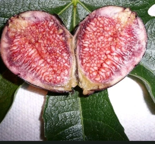Violette de Bordeaux Fig Cutting – Hardy Ficus carica Stem for Outdoor Garden or Container Propagation
