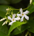 Star Jasmine Unrooted Cuttings – 7 Live 6-Inch Trachelospermum jasminoides Flowering Vine Propagation