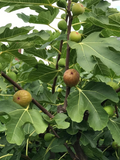 Celeste Fig Cuttings – 2 Fresh Unrooted Ficus carica ‘Celeste’ Cuttings for Propagation