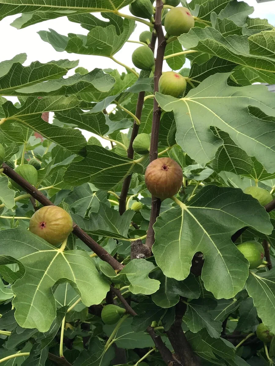 Celeste Fig Cuttings – 2 Fresh Unrooted Ficus carica ‘Celeste’ Cuttings for Propagation