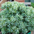 Ripple Wavy Jade Succulent Plant – Branched 4+ Inch Crassula arborescens undulatifolia
