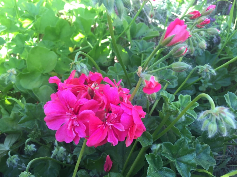 Hot Pink Ivy Geranium Cuttings – 6 Live Pelargonium peltatum Trailing Plants for Propagation