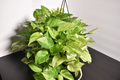 Marble Queen Pothos Cutting – Fully Rooted 3-Node Epipremnum Aureum Variegated Indoor Vine Plant