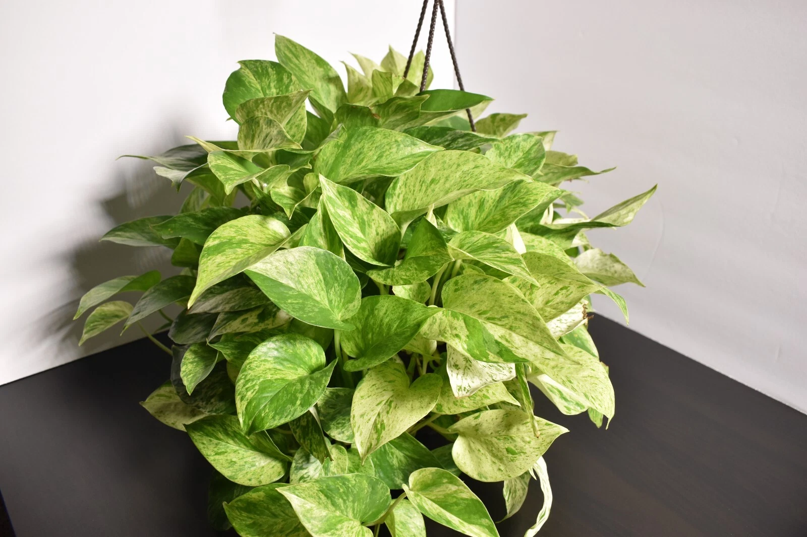 Marble Queen Pothos Cutting – Fully Rooted 3-Node Epipremnum Aureum Variegated Indoor Vine Plant