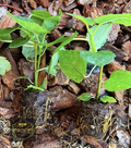 Fig Tree ‘Yellow Long Neck’ Live Plant – Rooted Ficus carica Yellow Fig Tree for Garden or Container