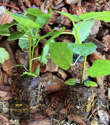Fig Tree ‘Yellow Long Neck’ Live Plant – Rooted Ficus carica Yellow Fig Tree for Garden or Container