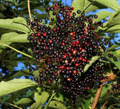 Elderberry Unrooted Cuttings – 10 Sambucus spp. Wild Type Propagation Material for Garden Growing