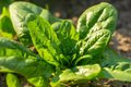 Noble Giant Spinach Seeds - Heirloom Spinacia oleracea, 200 Seeds for Planting
