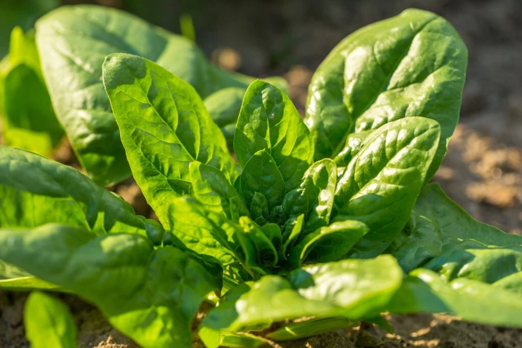 Noble Giant Spinach Seeds - Heirloom Spinacia oleracea, 200 Seeds for Planting