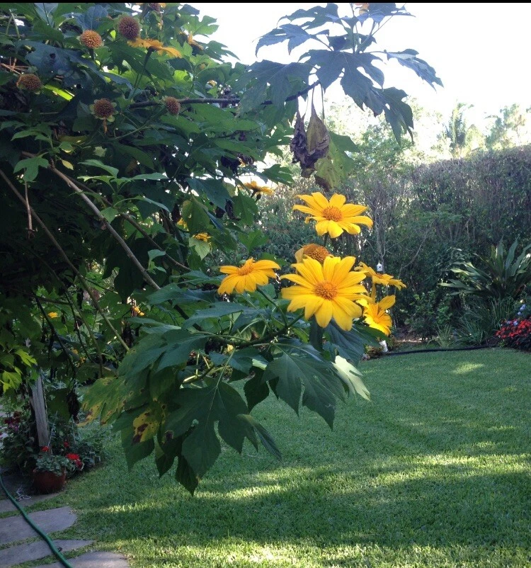 Mexican Sunflower Cuttings – 12 Unrooted Tithonia diversifolia Perennial Planting Material for Pollinator Gardens