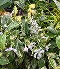 Variegated Confederate Jasmine Rooted Starter Plant – Evergreen Climbing Vine with Cream Edges, Trachelospermum jasminoides