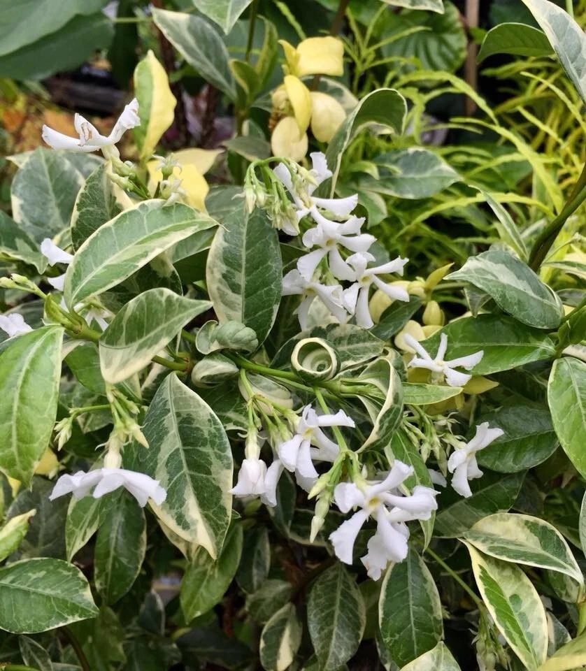 Variegated Confederate Jasmine Rooted Starter Plant – Evergreen Climbing Vine with Cream Edges, Trachelospermum jasminoides