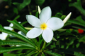Rooted Plumeria Pudica Cutting – 15-20 Inch Tropical Evergreen Frangipani Tree for Garden or Container