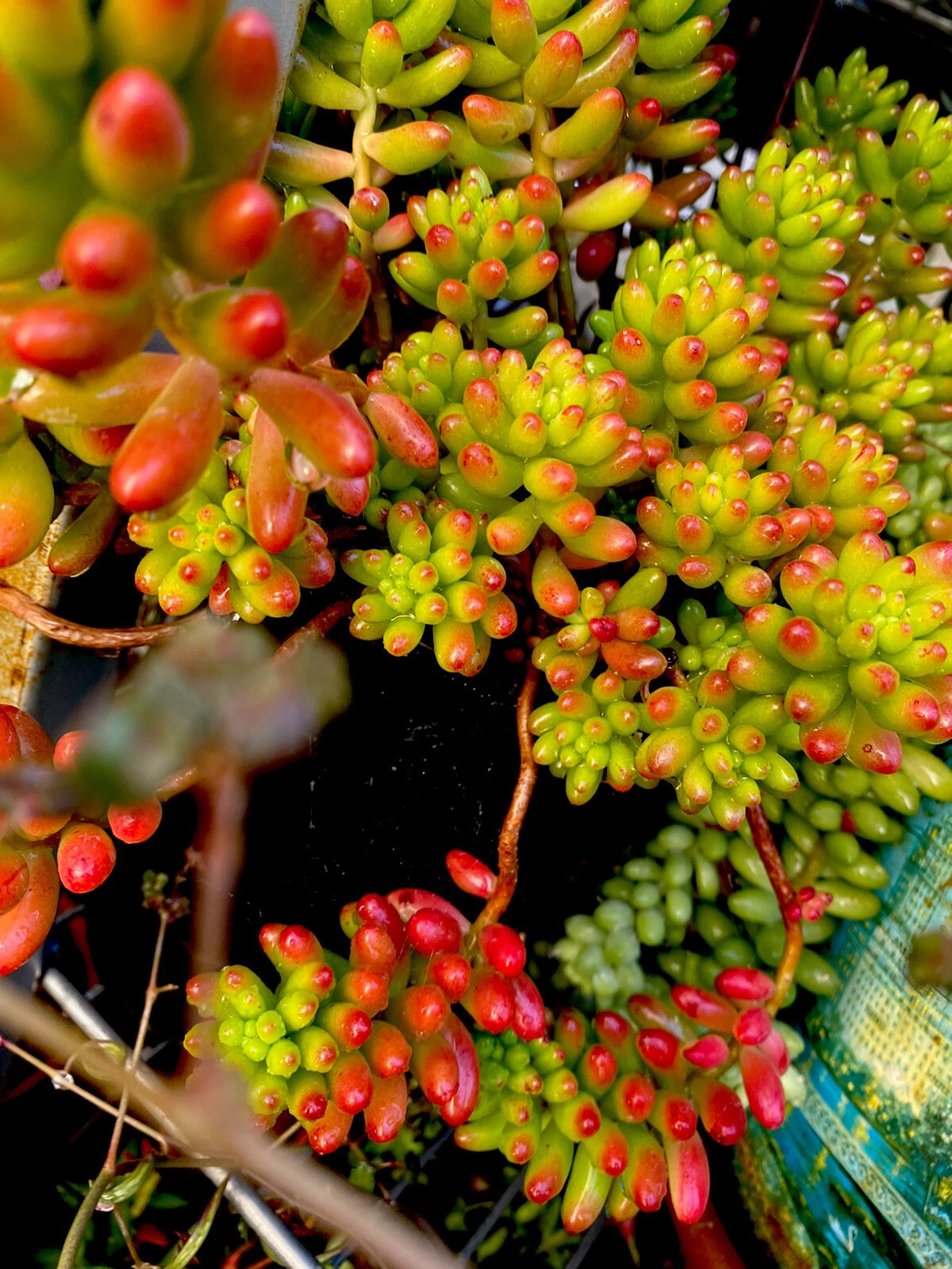 Sedum rubrotinctum Jelly Bean Variegated – 6 Fresh Cuttings for Propagation