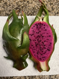 Asunta-X Dragon Fruit Cuttings – 8-12 Inches Hylocereus Hybrid Climbing Cactus for Rooting and Growing