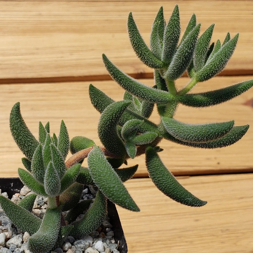 Crassula mesembryanthemoides ‘Hispida’ Live Succulent in 2" Pot, Frosty Silvery Fuzzy Leaves, Compact Upright Cactus-Like Plant