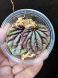 Red Ripple Peperomia Caperata Leaf Cutting in Propagation Cup for Indoor Growing