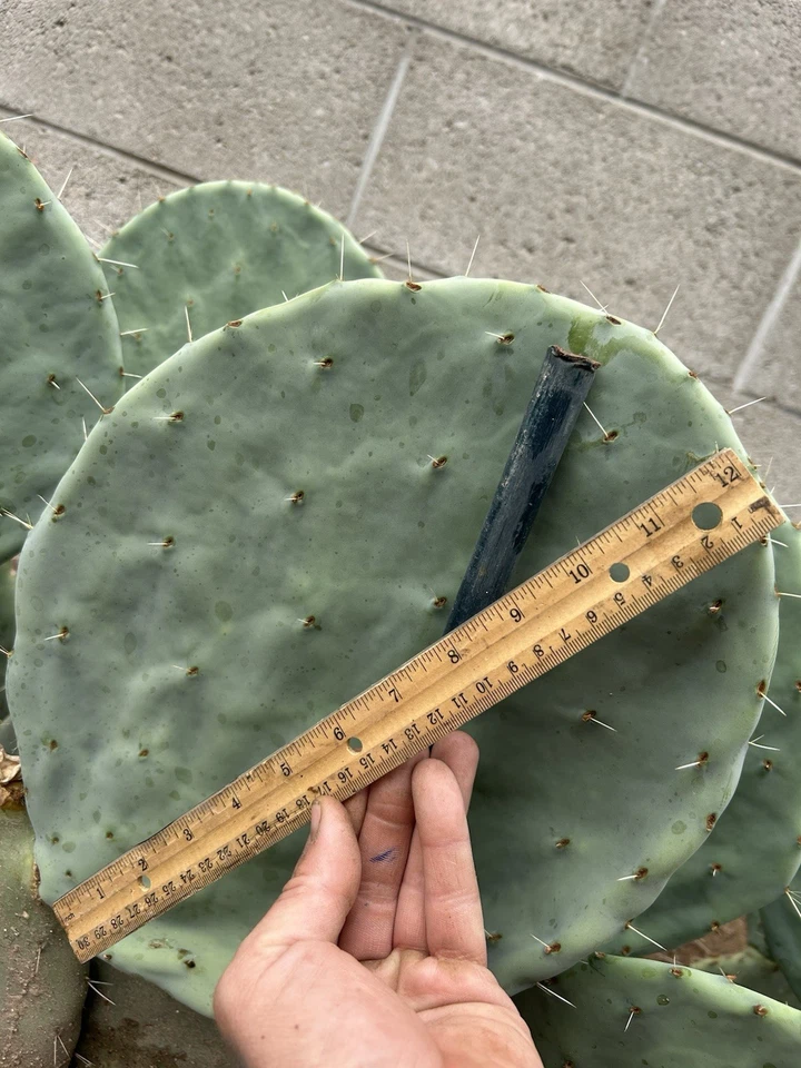 Opuntia Robusta Cactus Cutting 10-12 Inch Unrooted Prickly Pear Pad for Propagation Ornamental Desert Plant