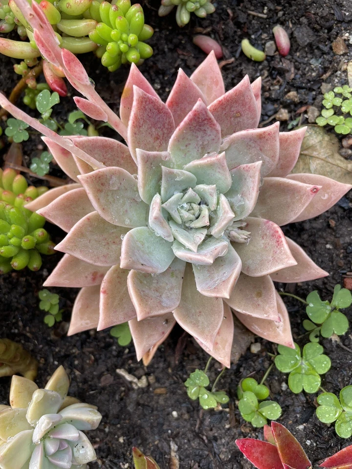 Graptopetalum paraguayense Blue Haze Succulent Plant - Bare Root Ghost Plant Starter for Containers & Gardens