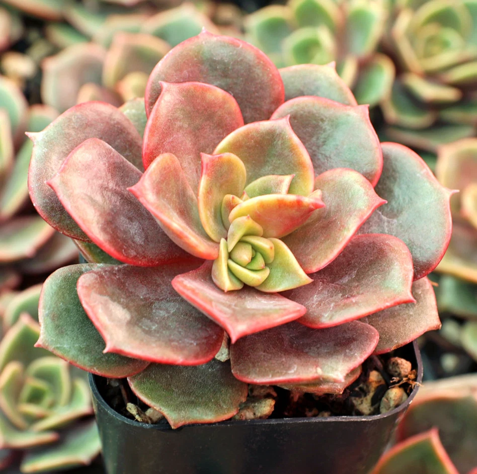 Echeveria Vampire Red Ball Succulent – 2 Inch Potted Red Foliage, Indoor Outdoor Plant, Well-Rooted Live Succulent