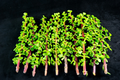 Portulacaria Afra Succulent Cuttings – 30 Elephant Bush Unrooted Propagation Material for Indoor & Outdoor Growing