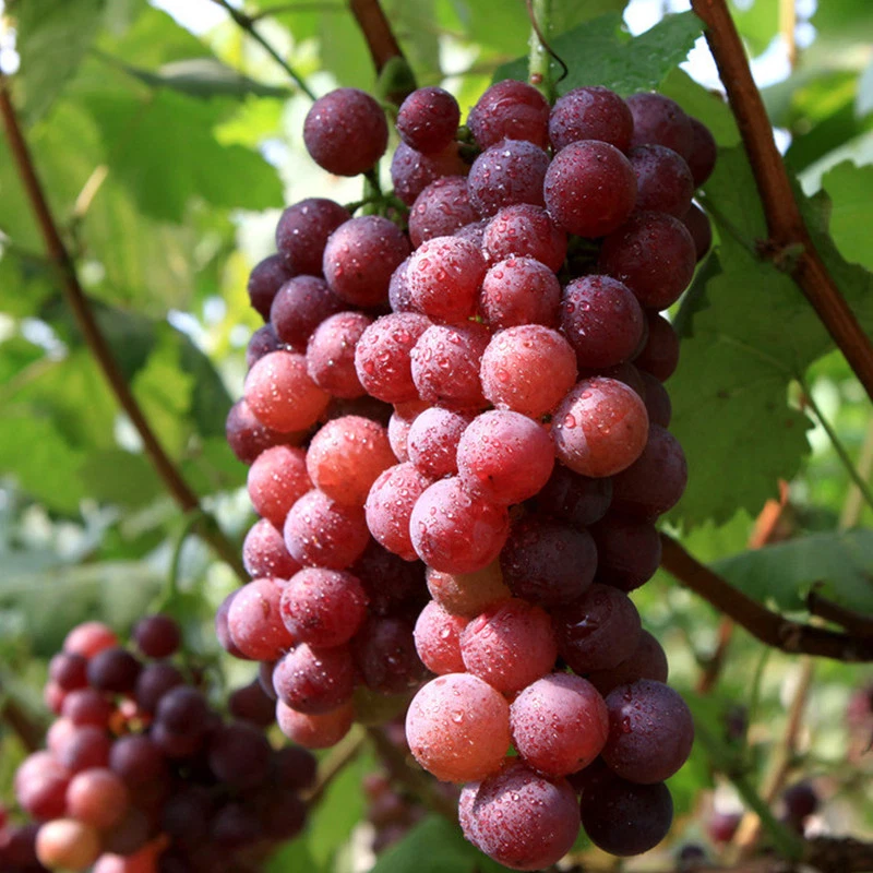 Red Flame Seedless Grape Vine Live Plant | Vitis vinifera Starter