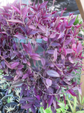 Tradescantia zebrina Cuttings – 20 Unrooted Dark Burgundy Wandering Jew Stems for Propagation