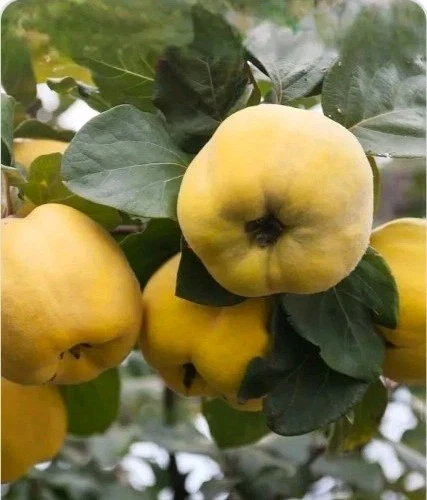 Quince Tree Cutting Cydonia oblonga 6-8 Inch for Rooting or Grafting