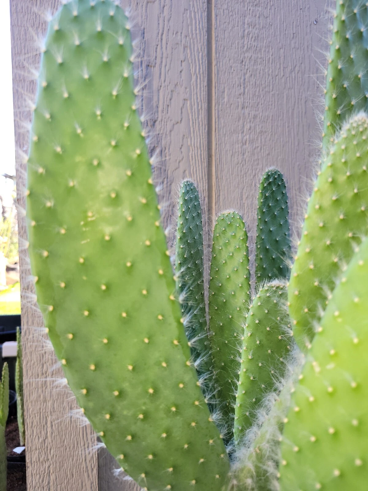 Opuntia Snow White Prickly Pear Cactus Cutting - 1 Fresh Pad for Planting