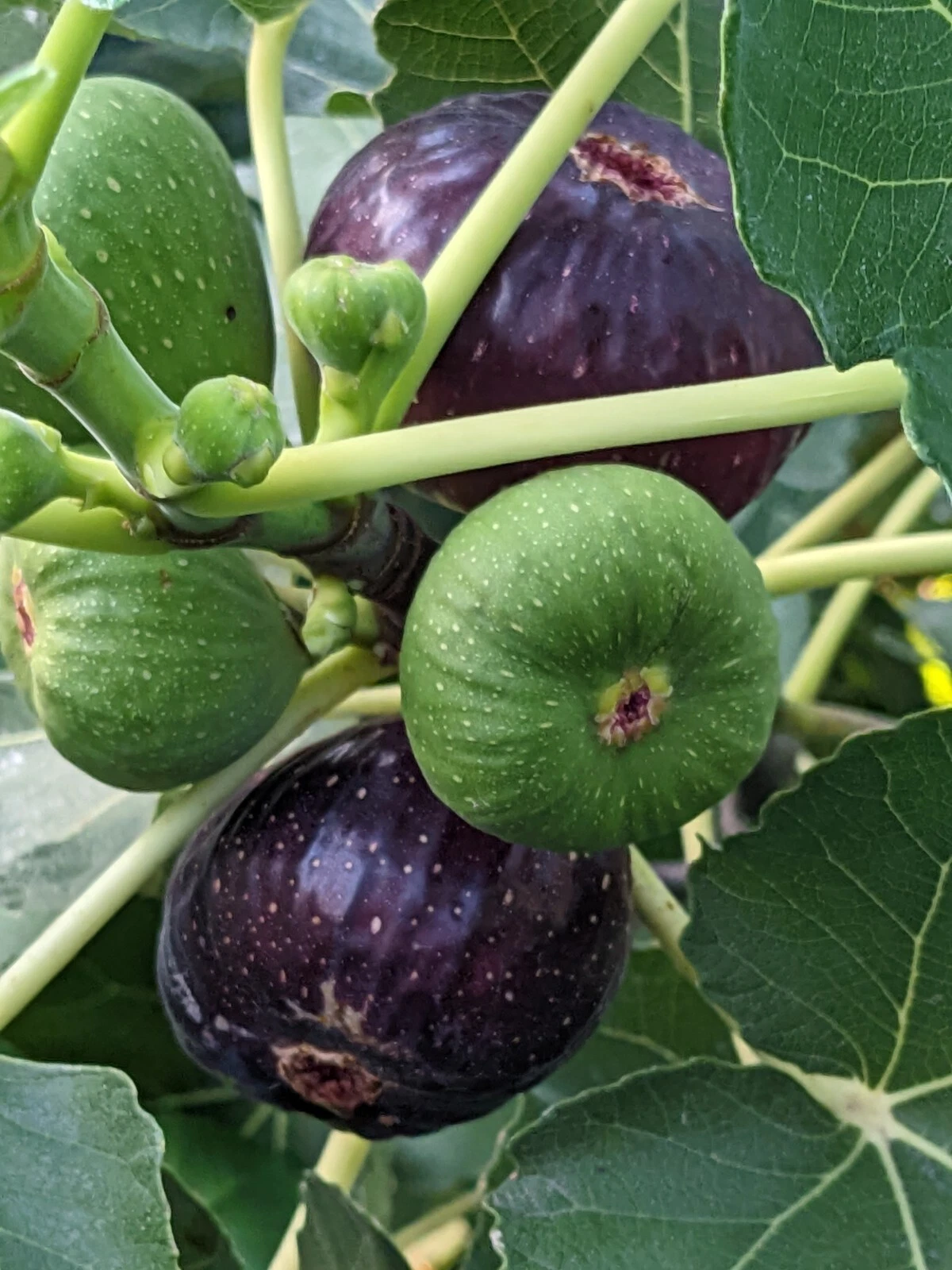 Black Mission Fig Tree Cuttings – 10 Unrooted Ficus carica ‘Black Mission’ for Grafting or Rooting