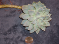 Graptopetalum Ghost Plant Succulent Cutting – Unrooted Propagation Starter – Pale Green to Silvery Gray – Graptopetalum paraguayense