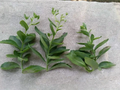 Sedum Autumn Joy Cuttings – 3 Unrooted Perennial Succulent Propagation Plants, Drought-Tolerant, Easy to Grow, Hylotelephium telephium