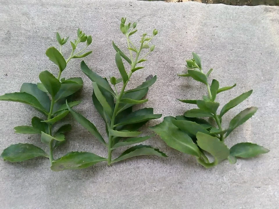 Sedum Autumn Joy Cuttings – 3 Unrooted Perennial Succulent Propagation Plants, Drought-Tolerant, Easy to Grow, Hylotelephium telephium