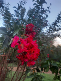 Dynamite Red Crepe Myrtle Cuttings – 10 Unrooted Lagerstroemia indica Stems for Propagation and Landscaping