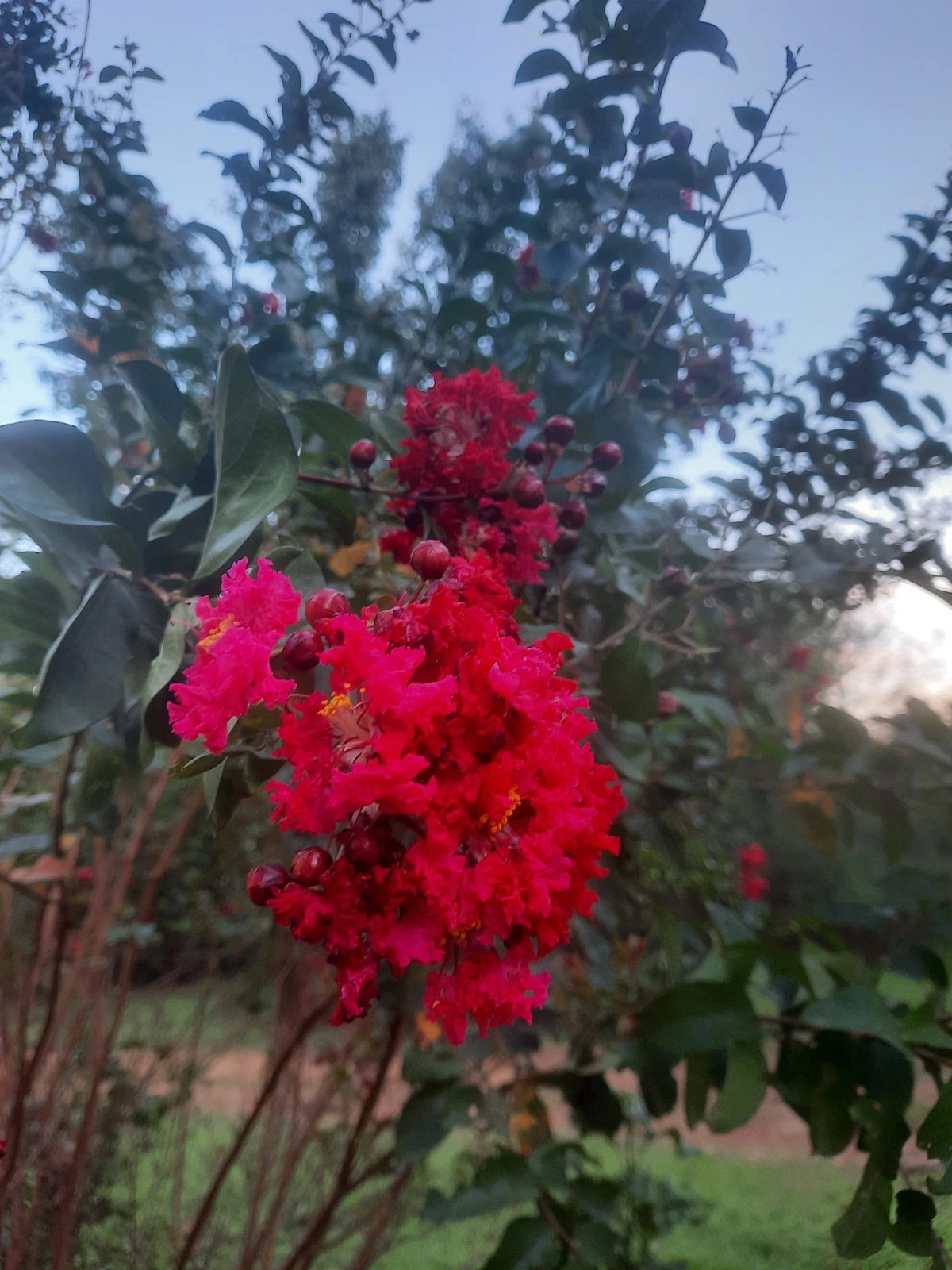 Dynamite Red Crepe Myrtle Cuttings – 10 Unrooted Lagerstroemia indica Stems for Propagation and Landscaping