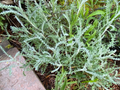 White Santolina Cuttings – 4 Pack, Silver Foliage Shrub Starts, Drought-Tolerant Mediterranean Plant for Borders & Low-Water Gardens