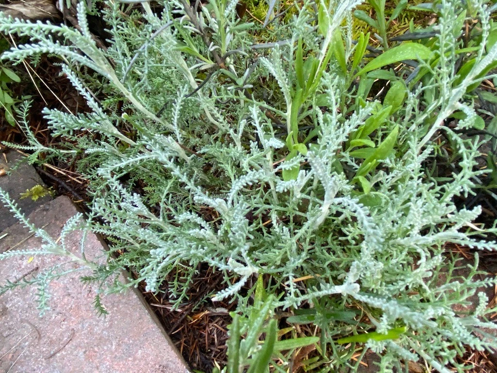 White Santolina Cuttings – 4 Pack, Silver Foliage Shrub Starts, Drought-Tolerant Mediterranean Plant for Borders & Low-Water Gardens
