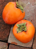 Hachiya Persimmon Tree Cuttings – 10 Unrooted 6–8 Inch Stems for Grafting, Diospyros kaki Fruit Tree Propagation