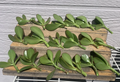 Jade Plant Cuttings – 18 Unrooted Crassula ovata Succulent Stems for Propagation, 2–4 Inch Green Foliage, Drought-Tolerant Indoor Plant