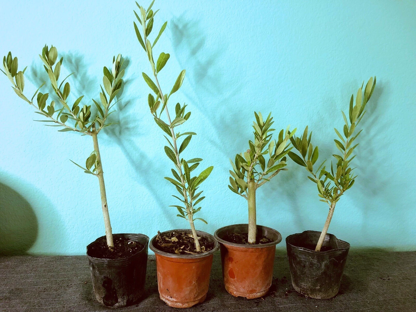 Olive Tree Live Plant, Fully Rooted Cutting, Olea europaea, 6-12 inches, Mediterranean Foliage, Container or Garden Plant