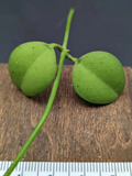 Dischidia ‘Geri’ Cutting – Trailing Houseplant Stem for Hanging Baskets & Indoor Growth - Easy Rooting, Compact Vine, Green Foliage