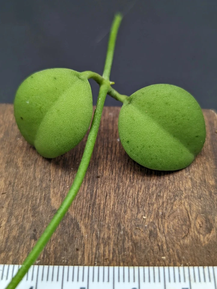 Dischidia ‘Geri’ Cutting – Trailing Houseplant Stem for Hanging Baskets & Indoor Growth - Easy Rooting, Compact Vine, Green Foliage