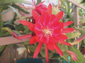 Epiphyllum Orchid Cactus Cuttings – 3 Live 8–12 Inch Mixed Cultivars Including Lily Voodoo