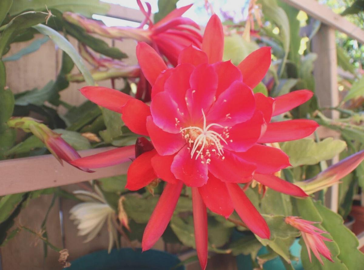 Epiphyllum Orchid Cactus Cuttings – 3 Live 8–12 Inch Mixed Cultivars Including Lily Voodoo