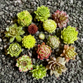 10 Baby Sempervivum Hens & Chicks Set – 10 Varieties, Hardy Succulents ±1" Size