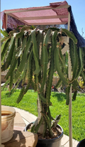 Robles Red Dragon Fruit Cutting – 8–10 Inches Live Pitaya Hylocereus Selenicereus Climbing Cactus Plant