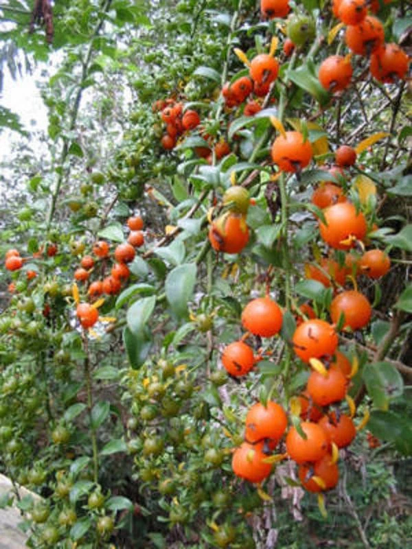 Live Pereskia aculeata Plant – 4 Inch Pot Barbados Gooseberry Leaf Cactus Vine Climber Indoor Outdoor