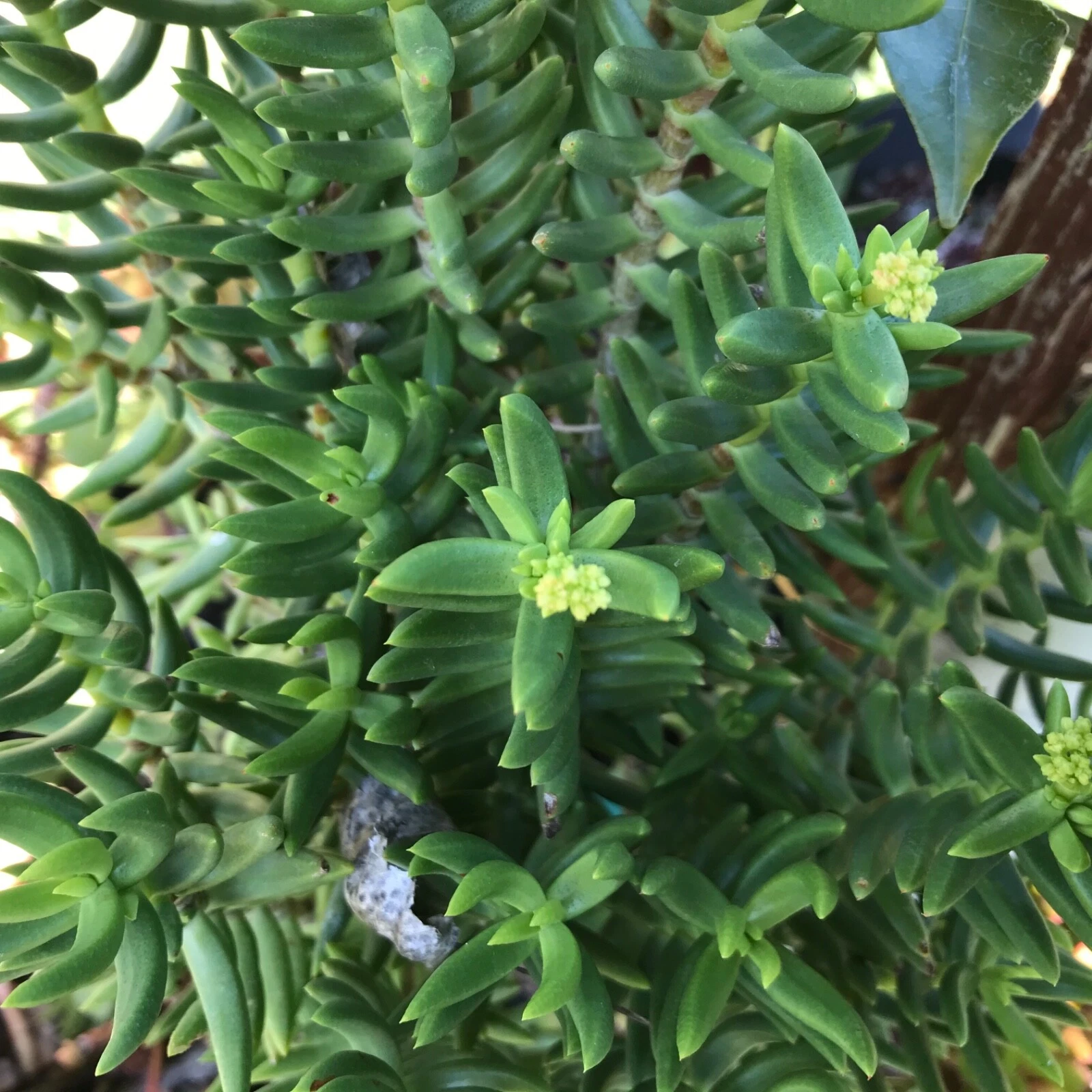 Mini Pine Tree Succulent Cuttings - Crassula tetragona Bonsai-Style Set of 4