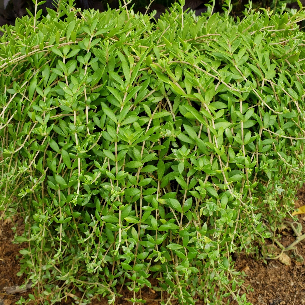 50 Sedum Sarmentosum Cuttings - Fast Growing Creeping Perennial Groundcover