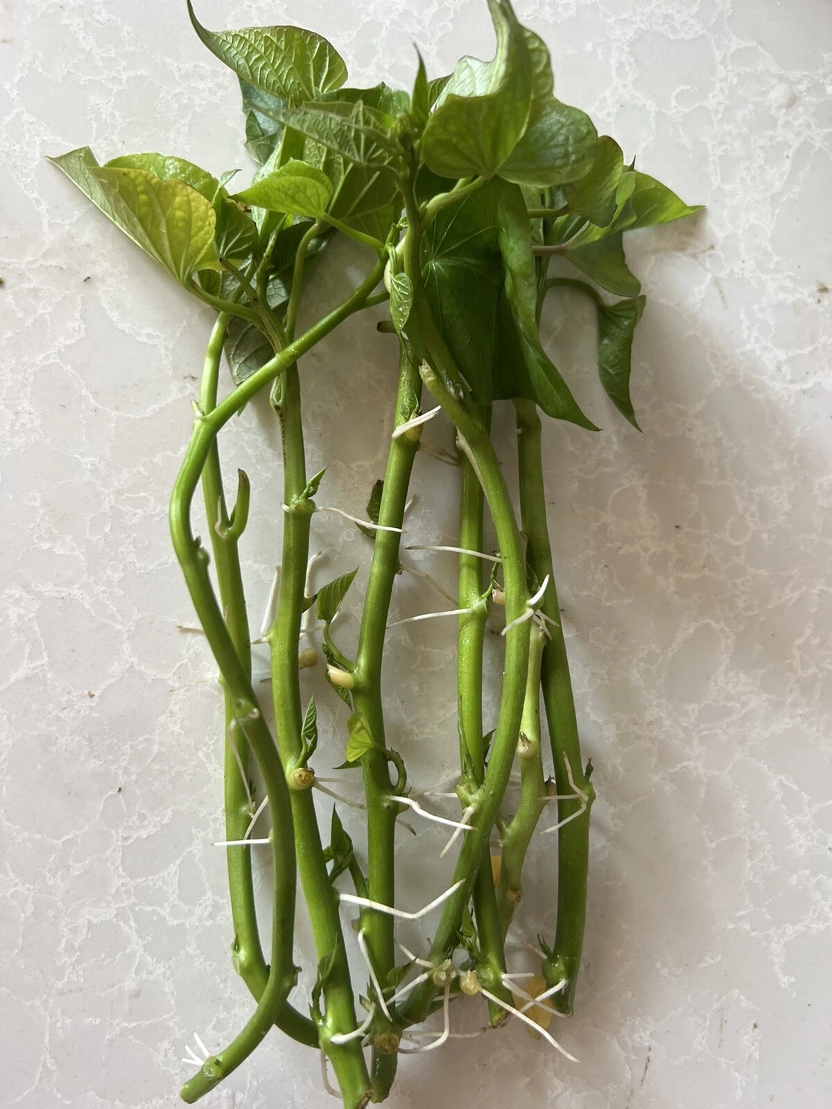 Sweet Potato Slips – 8 Rooted Vine Cuttings – Ipomoea batatas Live Plant for Garden or Container Planting